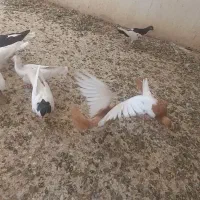 16تا کبوتر یهودی طوقی هفرنگ