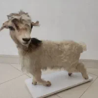 بره|مجسمه، تندیس، ماکت|هشتگرد, شهرک ولیعصر (مصلی)|دیوار