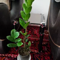 زیبایی