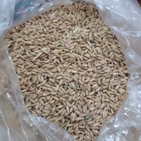 فروش گندم