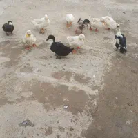 اردک جوان سالم و سرحال