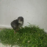 جوجه رسمی ۳روز قیمت پاین|حیوانات مزرعه|یزد, |دیوار