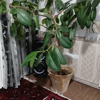 گل فیکوس|گل و گیاه طبیعی|آذرشهر, |دیوار