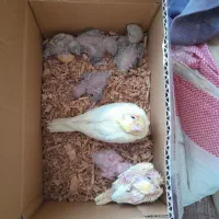 مرغ عشق عروس فنج کبوترنرگسی طوطی برزیلی با جوجه