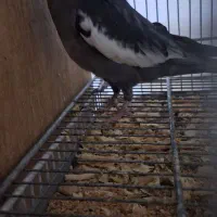 عروس هلندی با پنج تا جوجه