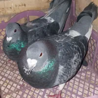 دو جفت دورگ و پلاکی(حمال)|پرنده|شوشتر, |دیوار