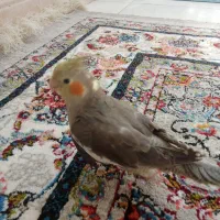 عروس هلندی سخنگو سالم و سرحال کاملا دستی