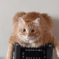 واگذاری گربه