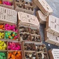 پخش عمده انواع جوجه مرغ و اردک