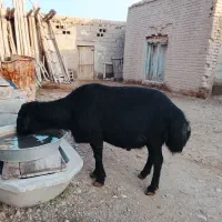 باسلام یک قوج موسیم جنس خوب