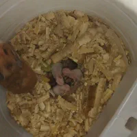 همستر|موش و خرگوش|سبزوار, جوادیه شرقی|دیوار