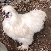 خروس ابریشمی جوان زیبا