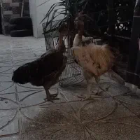 مرغ و خروس گردن لخت