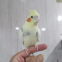 عروس هلندی|پرنده|ری, علایین|دیوار