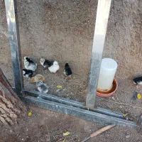 جوجه گلین/گلین/تخم گلین/تخم مرغ نطفه دار|حیوانات مزرعه|ساوه, |دیوار