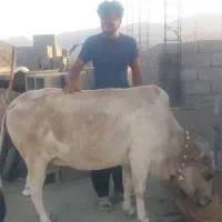 گاوماده فروشی مخصوص نگهداشتن