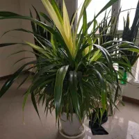 گل و گیاه|گل و گیاه طبیعی|تهران, چوب تراش|دیوار