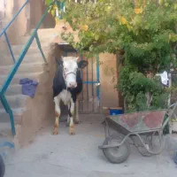 گاو|حیوانات مزرعه|کامیاران, |دیوار