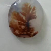 شجر تک درخت