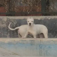 سگ شکار|سگ|بومهن, |دیوار