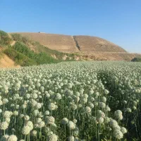 بذر پیاز قرمز اناری|عمده‌فروشی|لیلان, |دیوار