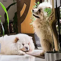 چاو چاو ماده یکسالو نیم|سگ|اصفهان, خرم|دیوار