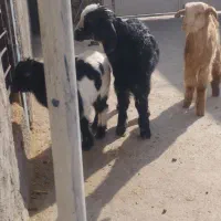 بزغاله نر خرج خوره|حیوانات مزرعه|کرج, حصارک پایین|دیوار