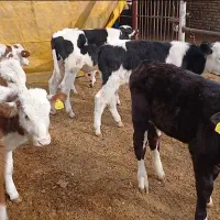 گوساله سیمینتال نر