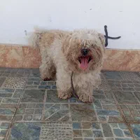فروش سگ