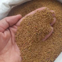بذر یونجه پایه بلند همدان ۴ چن