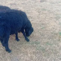 قوچ قره قزل