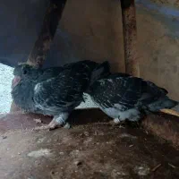 جوجه پلاکی سعودی