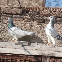 کبوتر رنگی دمسفید|پرنده|قزوین, |دیوار