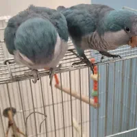 فروش جوجه راهب آبی یک ماهه