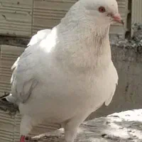 کفتر آس بلند پرواز نسل پرشی