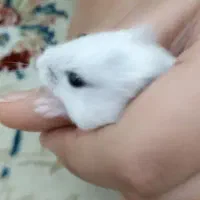 ۲ عدد همستر ۲ ماهه نر