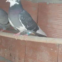 کبوتر فروشی