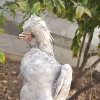 مرغ وخروس  لهستانی