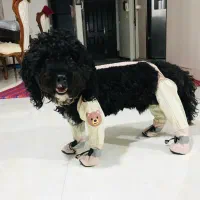 سگ پودل|سگ|کرج, ملک‌آباد|دیوار