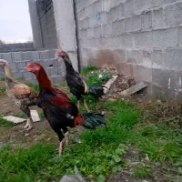 خروس لاری|حیوانات مزرعه|زیباکنار, |دیوار