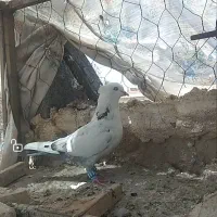 کفتر رنگی بهبهونی وشهری فسا|پرنده|فسا, |دیوار