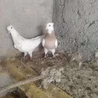 کبوتر