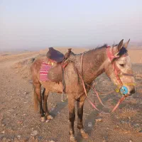 اسب کورد جفت زن