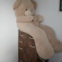 خرس سالم