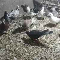 کبوتر پرنده یه بوم|پرنده|دشتابی, |دیوار