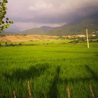 2پلاک-زمین-کشاورزی-در-جاده-قائمشهر-جویبار