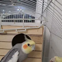 عروس هلندی|پرنده|تهران, شهید فکوری|دیوار