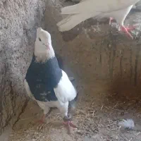 طوقی|پرنده|هندیجان, |دیوار