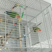 طوطی برزیلی|پرنده|دهگلان, |دیوار