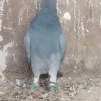 کفتر بی بوم تازه گرفتم